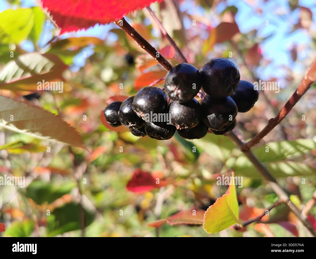 Gros plan de baies d'aronia noires placées sur des feuilles d'automne éclatantes, capturant des couleurs riches et un contraste saisonnier Banque D'Images