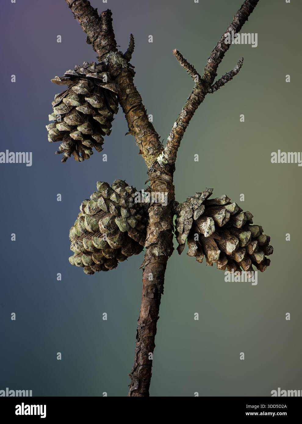 Deux espèces de lichen (Lecanora strobilina [cercles pâles] et Amandinea punctata [points noirs]) poussant sur des écailles de cônes de pin court (Pinus ech Banque D'Images