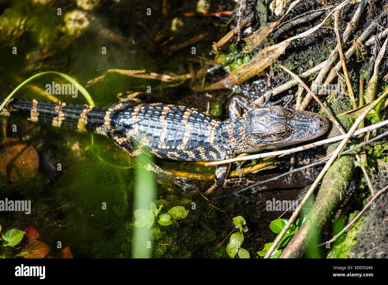 Bébé alligator américain se baignant au soleil pour rester au chaud, Anhinga Trail, Everglades, Floride Banque D'Images