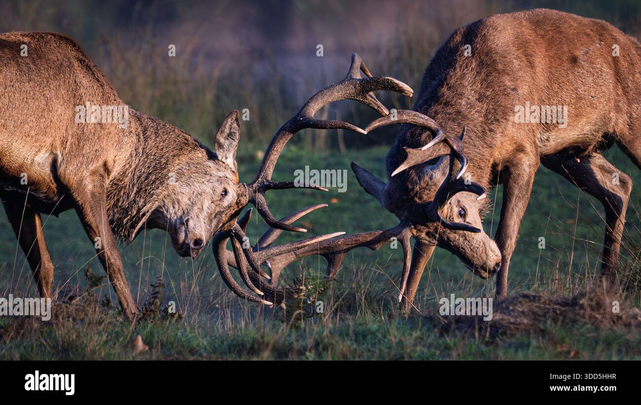 Cerf de cerf rouge (Cervus elaphus), ornière Banque D'Images