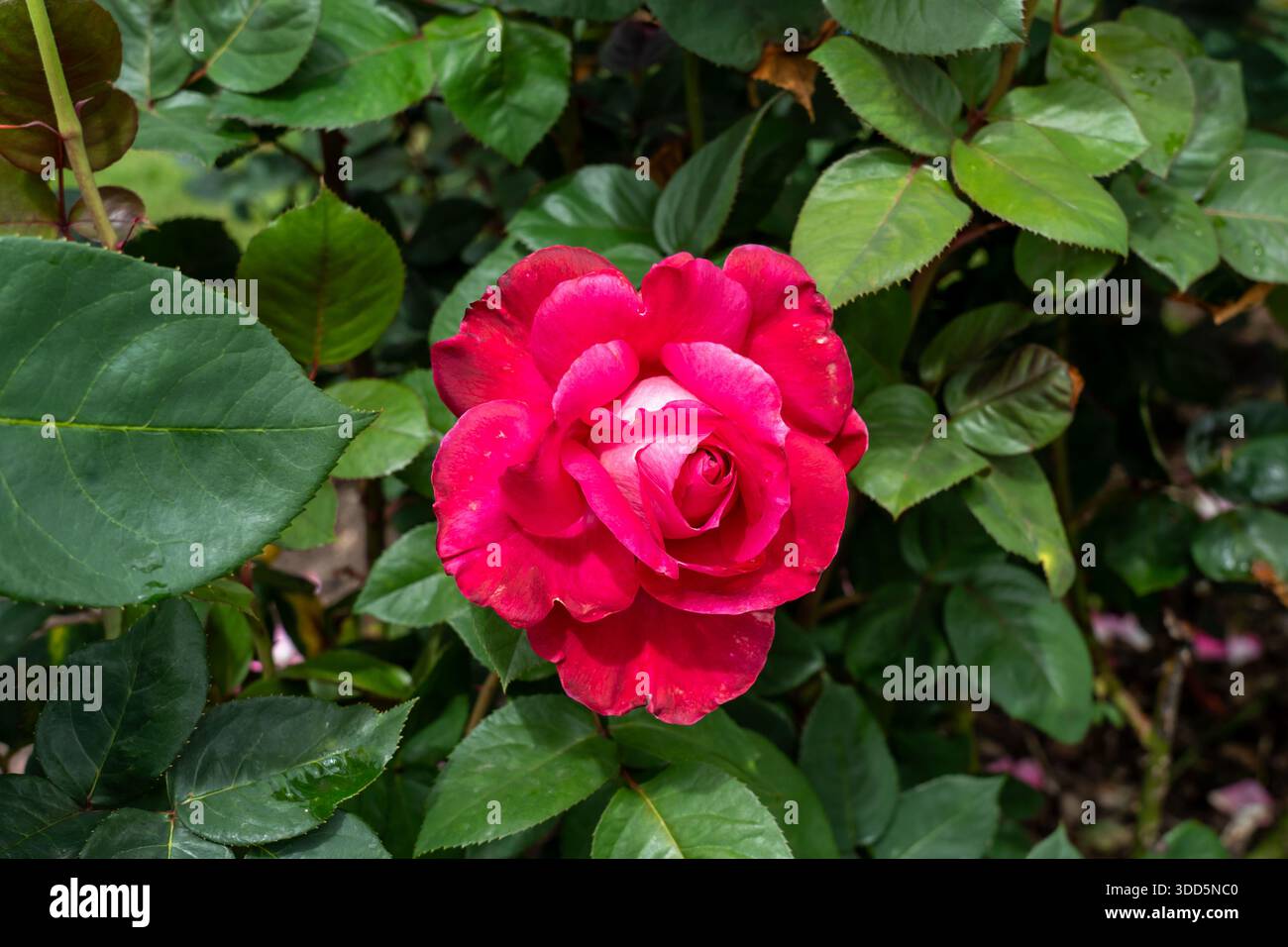 Soirée entre filles fleurs de rose poussant dans le jardin. États-Unis. Banque D'Images