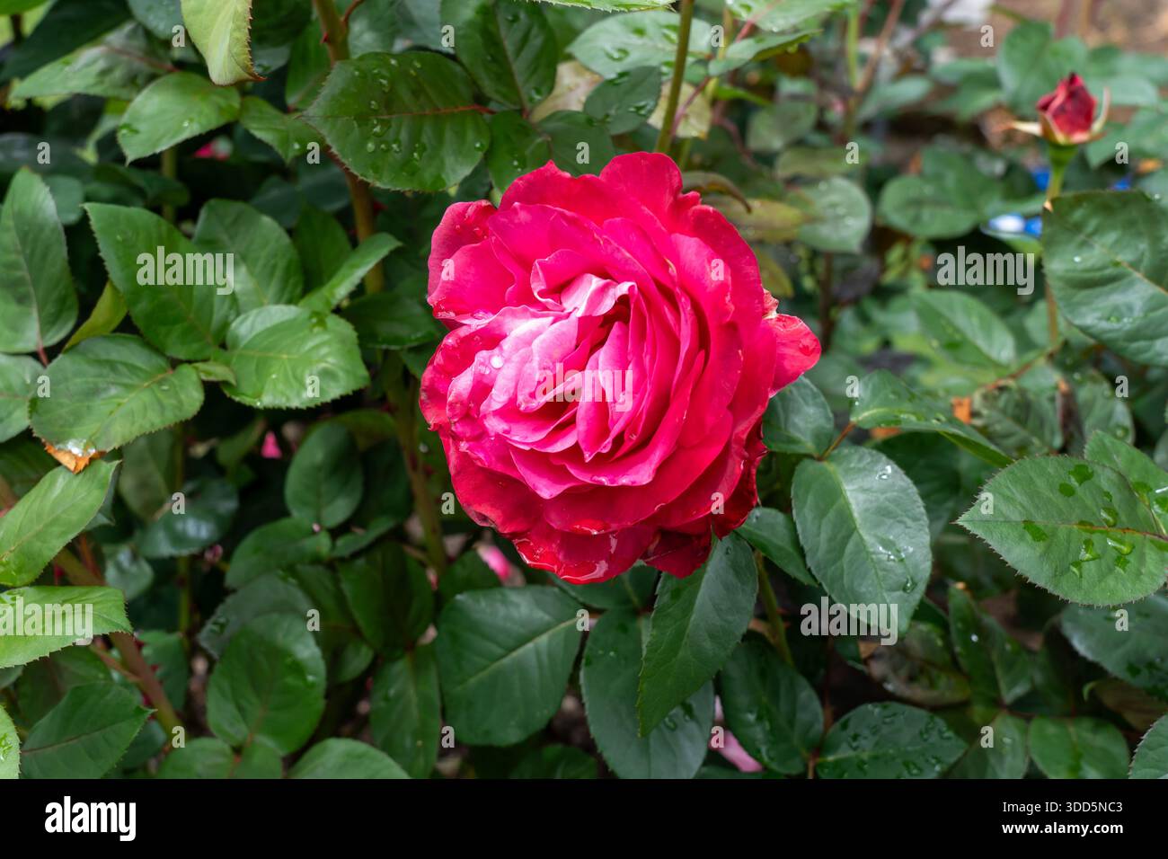Soirée entre filles fleurs de rose poussant dans le jardin. États-Unis. Banque D'Images