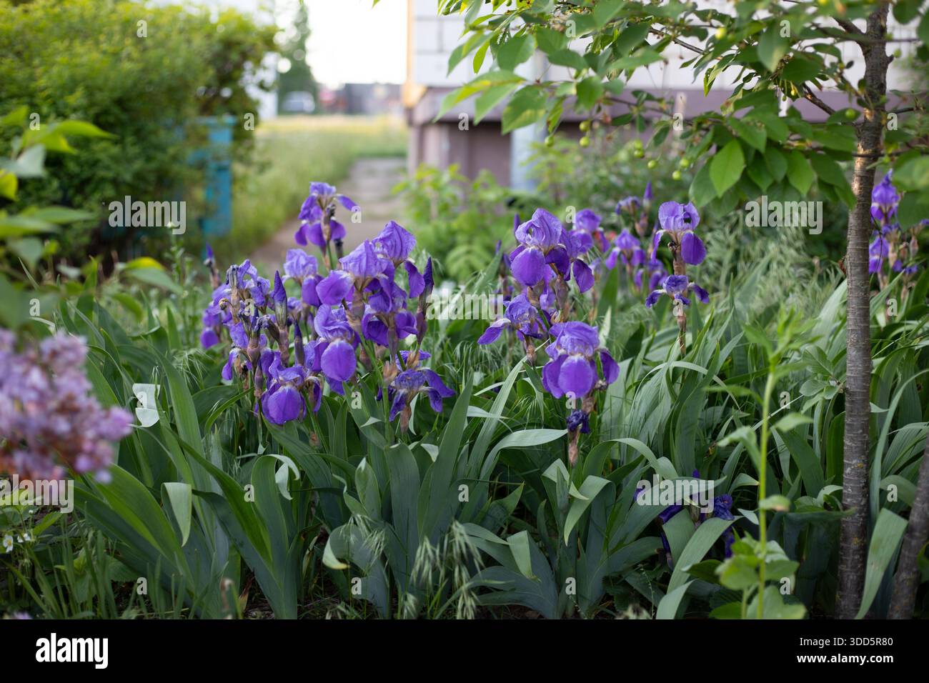 Fleurs d'iris barbus violettes vives dans un parterre de fleurs, entourées de feuillage vert. Parfait pour les jardins, la nature et les thèmes printaniers. Aménagement paysager Banque D'Images