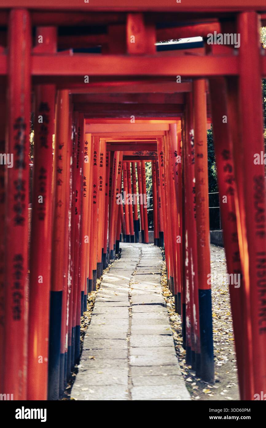 Chemin de la porte Vermilion torii au sanctuaire Nezu, Bunkyo City, Tokyo, Japon Banque D'Images