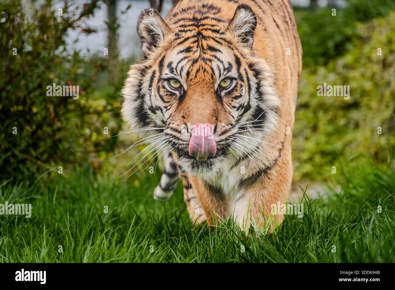 Sur mon ventre, caméra à la main, à la clôture intérieure d'une cage avec 3 collègues debout. Parce que je ne présente pas de gros obstacle, le tigre « chasse ». Banque D'Images