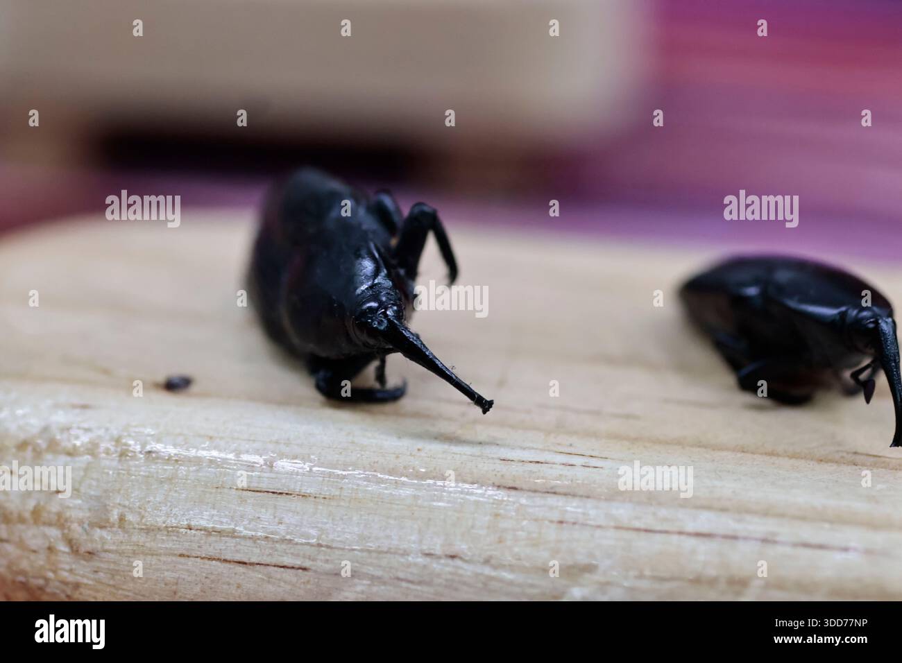 Le marché de San Juan à Mexico est célèbre pour son offre culinaire, avec une grande variété de fruits de mer et de viandes. Cependant, il attire également les touristes qui peuvent trouver de la venaison, du crocodile, du lion, du cochon de lait, de la chèvre, buffalo, et autres viandes exotiques. Il existe également des aliments et des collations uniques à vendre que tout le monde n'ose pas manger, comme divers insectes : scorpions, coléoptères, fourmis chicatana, vers maguey et escamoles (larves de fourmis). Ceux-ci peuvent être préparés dans des tacos, avec du guacamole, avec du chocolat, ou simplement seuls. Certaines familles mexicaines achètent ces types de viandes et d'aliments pour leur nouvel an Banque D'Images