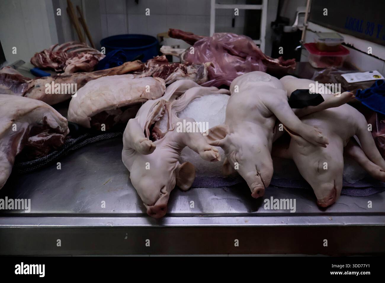 Le marché de San Juan à Mexico est célèbre pour son offre culinaire, avec une grande variété de fruits de mer et de viandes. Cependant, il attire également les touristes qui peuvent trouver de la venaison, du crocodile, du lion, du cochon de lait, de la chèvre, buffalo, et autres viandes exotiques. Il existe également des aliments et des collations uniques à vendre que tout le monde n'ose pas manger, comme divers insectes : scorpions, coléoptères, fourmis chicatana, vers maguey et escamoles (larves de fourmis). Ceux-ci peuvent être préparés dans des tacos, avec du guacamole, avec du chocolat, ou simplement seuls. Certaines familles mexicaines achètent ces types de viandes et d'aliments pour leur nouvel an Banque D'Images