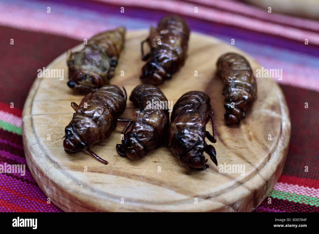 Le marché de San Juan à Mexico est célèbre pour son offre culinaire, avec une grande variété de fruits de mer et de viandes. Cependant, il attire également les touristes qui peuvent trouver de la venaison, du crocodile, du lion, du cochon de lait, de la chèvre, buffalo, et autres viandes exotiques. Il existe également des aliments et des collations uniques à vendre que tout le monde n'ose pas manger, comme divers insectes : scorpions, coléoptères, fourmis chicatana, vers maguey et escamoles (larves de fourmis). Ceux-ci peuvent être préparés dans des tacos, avec du guacamole, avec du chocolat, ou simplement seuls. Certaines familles mexicaines achètent ces types de viandes et d'aliments pour leur nouvel an Banque D'Images
