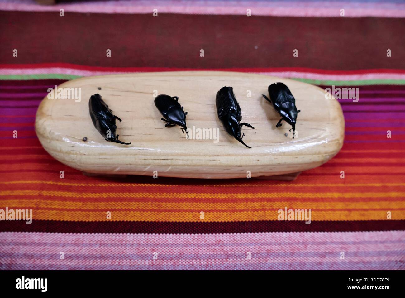 Le marché de San Juan à Mexico est célèbre pour son offre culinaire, avec une grande variété de fruits de mer et de viandes. Cependant, il attire également les touristes qui peuvent trouver de la venaison, du crocodile, du lion, du cochon de lait, de la chèvre, buffalo, et autres viandes exotiques. Il existe également des aliments et des collations uniques à vendre que tout le monde n'ose pas manger, comme divers insectes : scorpions, coléoptères, fourmis chicatana, vers maguey et escamoles (larves de fourmis). Ceux-ci peuvent être préparés dans des tacos, avec du guacamole, avec du chocolat, ou simplement seuls. Certaines familles mexicaines achètent ces types de viandes et d'aliments pour leur nouvel an Banque D'Images