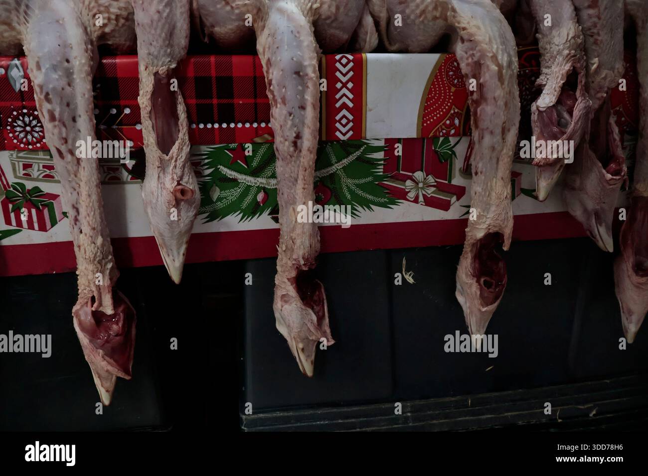 Le marché de San Juan à Mexico est célèbre pour son offre culinaire, avec une grande variété de fruits de mer et de viandes. Cependant, il attire également les touristes qui peuvent trouver de la venaison, du crocodile, du lion, du cochon de lait, de la chèvre, buffalo, et autres viandes exotiques. Il existe également des aliments et des collations uniques à vendre que tout le monde n'ose pas manger, comme divers insectes : scorpions, coléoptères, fourmis chicatana, vers maguey et escamoles (larves de fourmis). Ceux-ci peuvent être préparés dans des tacos, avec du guacamole, avec du chocolat, ou simplement seuls. Certaines familles mexicaines achètent ces types de viandes et d'aliments pour leur nouvel an Banque D'Images