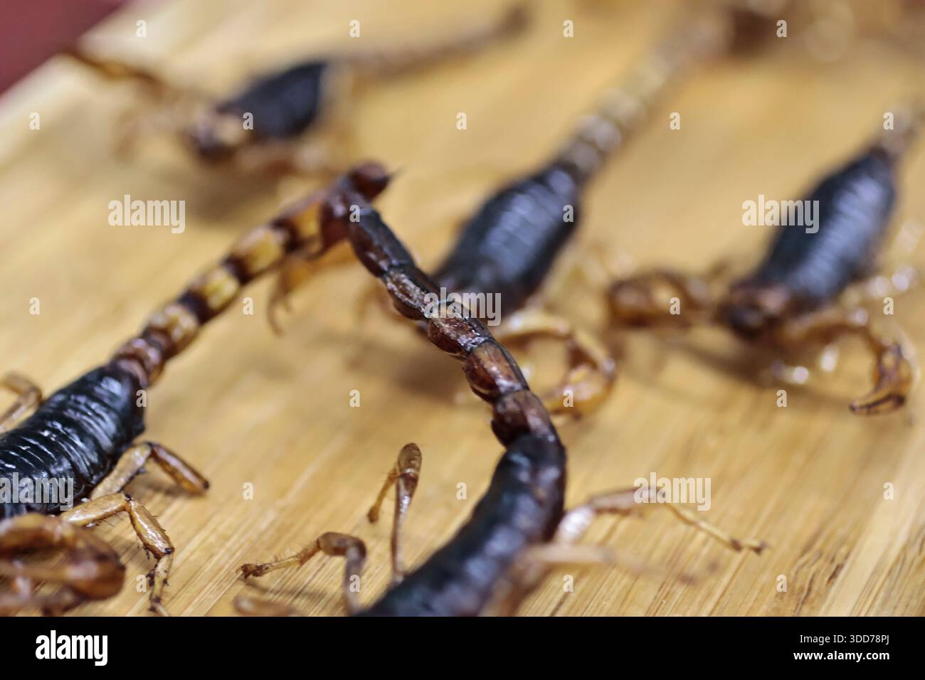 Le marché de San Juan à Mexico est célèbre pour son offre culinaire, avec une grande variété de fruits de mer et de viandes. Cependant, il attire également les touristes qui peuvent trouver de la venaison, du crocodile, du lion, du cochon de lait, de la chèvre, buffalo, et autres viandes exotiques. Il existe également des aliments et des collations uniques à vendre que tout le monde n'ose pas manger, comme divers insectes : scorpions, coléoptères, fourmis chicatana, vers maguey et escamoles (larves de fourmis). Ceux-ci peuvent être préparés dans des tacos, avec du guacamole, avec du chocolat, ou simplement seuls. Certaines familles mexicaines achètent ces types de viandes et d'aliments pour leur nouvel an Banque D'Images