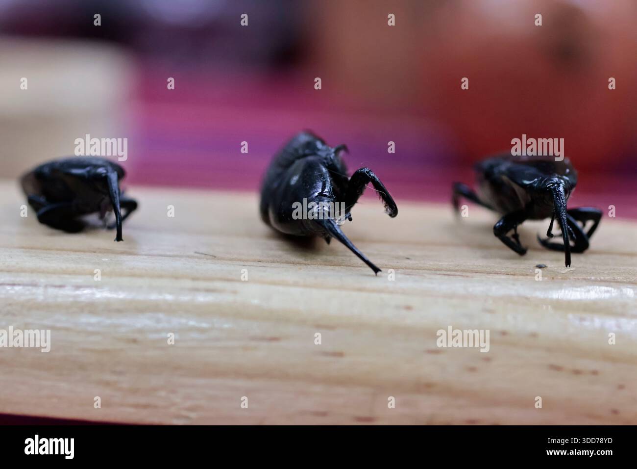 Le marché de San Juan à Mexico est célèbre pour son offre culinaire, avec une grande variété de fruits de mer et de viandes. Cependant, il attire également les touristes qui peuvent trouver de la venaison, du crocodile, du lion, du cochon de lait, de la chèvre, buffalo, et autres viandes exotiques. Il existe également des aliments et des collations uniques à vendre que tout le monde n'ose pas manger, comme divers insectes : scorpions, coléoptères, fourmis chicatana, vers maguey et escamoles (larves de fourmis). Ceux-ci peuvent être préparés dans des tacos, avec du guacamole, avec du chocolat, ou simplement seuls. Certaines familles mexicaines achètent ces types de viandes et d'aliments pour leur nouvel an Banque D'Images