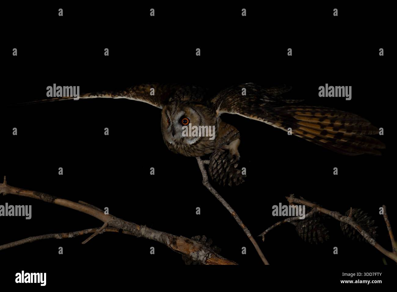 Chouette à longues oreilles (Asio otus) volant d'une branche, ayant des ailes étendues sur un fond sombre, chassant pendant les heures nocturnes Banque D'Images