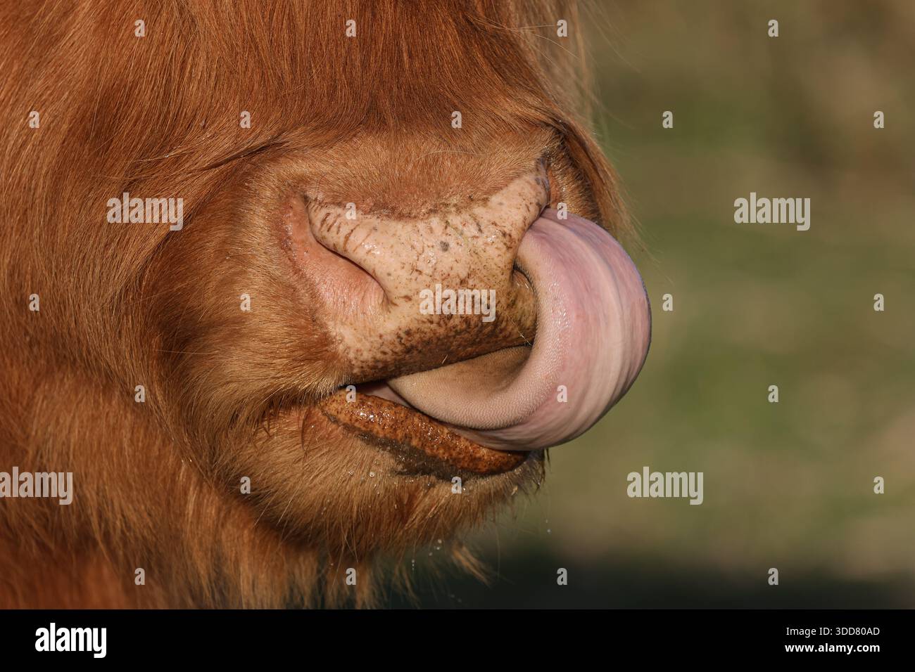 Vache des Highlands (Bos taurus taurus) Banque D'Images
