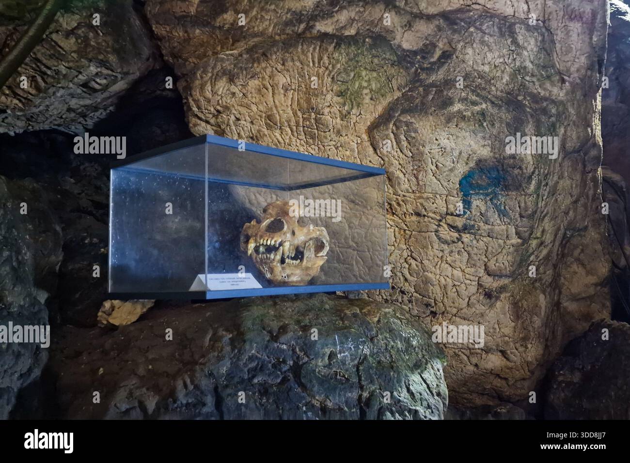 Ancien crâne d'ours conservé dans l'exposition de verre à l'intérieur de la grotte d'Ialomita, montagnes Bucegi, Roumanie Banque D'Images