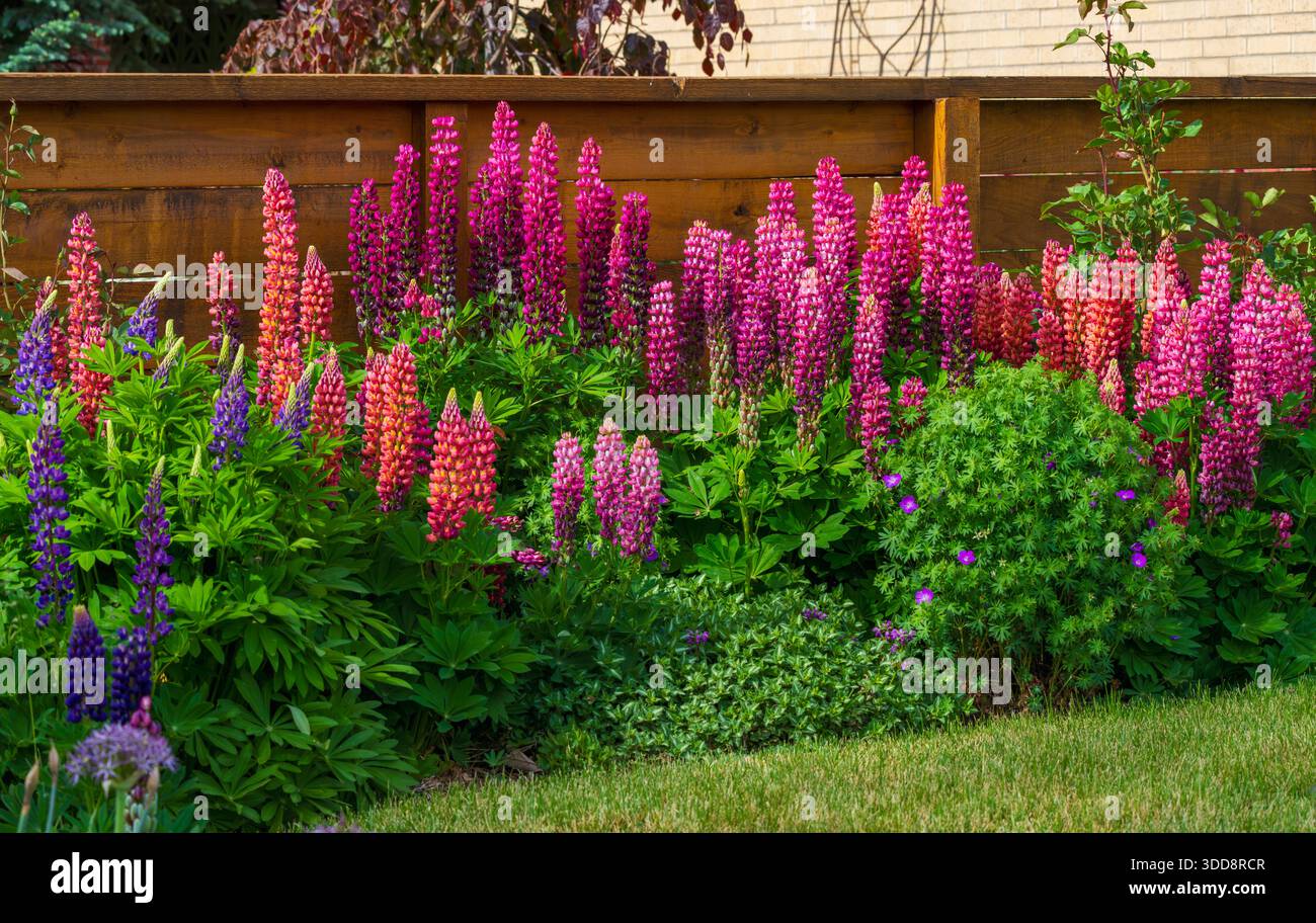 Gros plan de fleurs colorées de lupin poussant dans un jardin à la maison par une clôture en bois. Banque D'Images