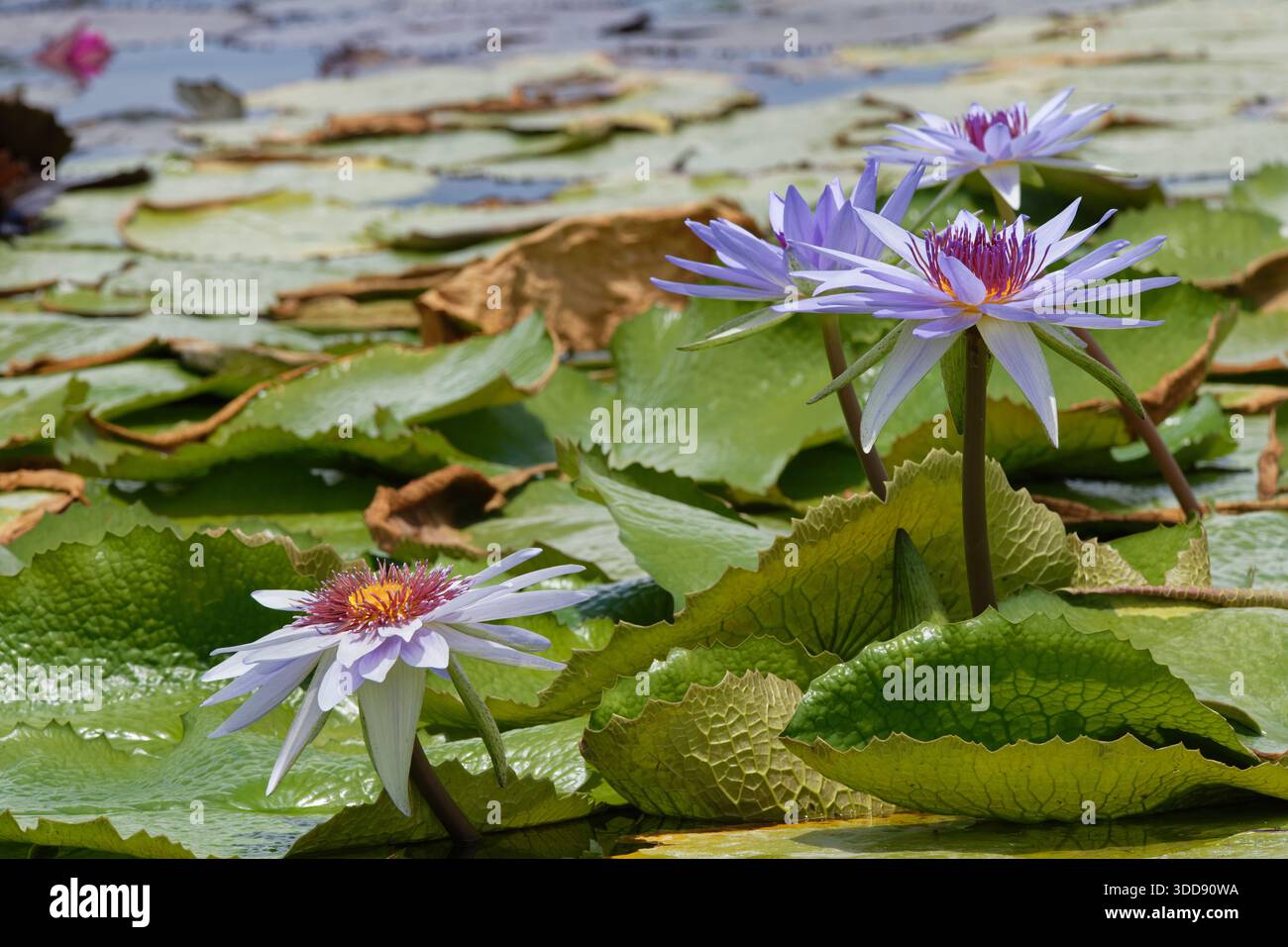 Lotus bleu / Nymphaea nouchali fleurissant dans un étang ornemental, Magdalena, Tobago, Antilles, mars 2025. Banque D'Images