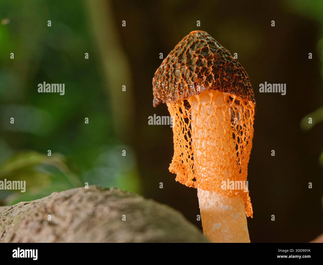 Voile de mariée jaune / Morel Stinkhorn (Phallus multicolor) un champignon odorant, attrayant pour les mouches, sur le sol raiforest, Tobago, Antilles, mars. Banque D'Images