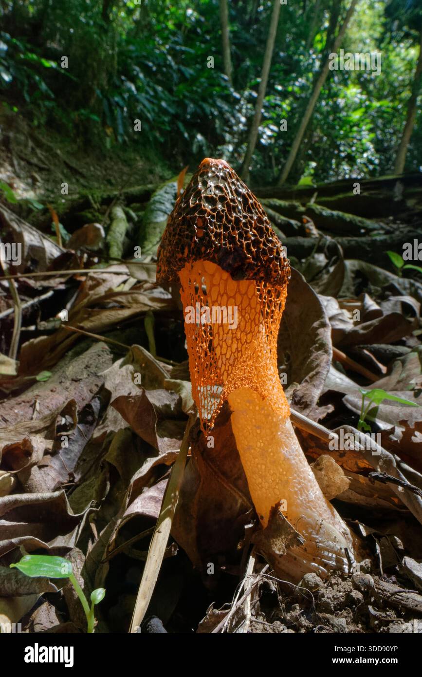 Voile de mariée jaune / Morel Stinkhorn (Phallus multicolor) un champignon odorant, attrayant pour les mouches, sur le sol raiforest, Tobago, Antilles, mars. Banque D'Images
