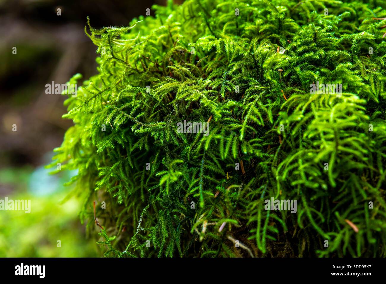 Une vue détaillée et rapprochée se concentre sur la mousse d'émeraude verte luxuriante et vibrante, mettant en valeur la texture complexe d'un sol forestier prospère et sain. Banque D'Images