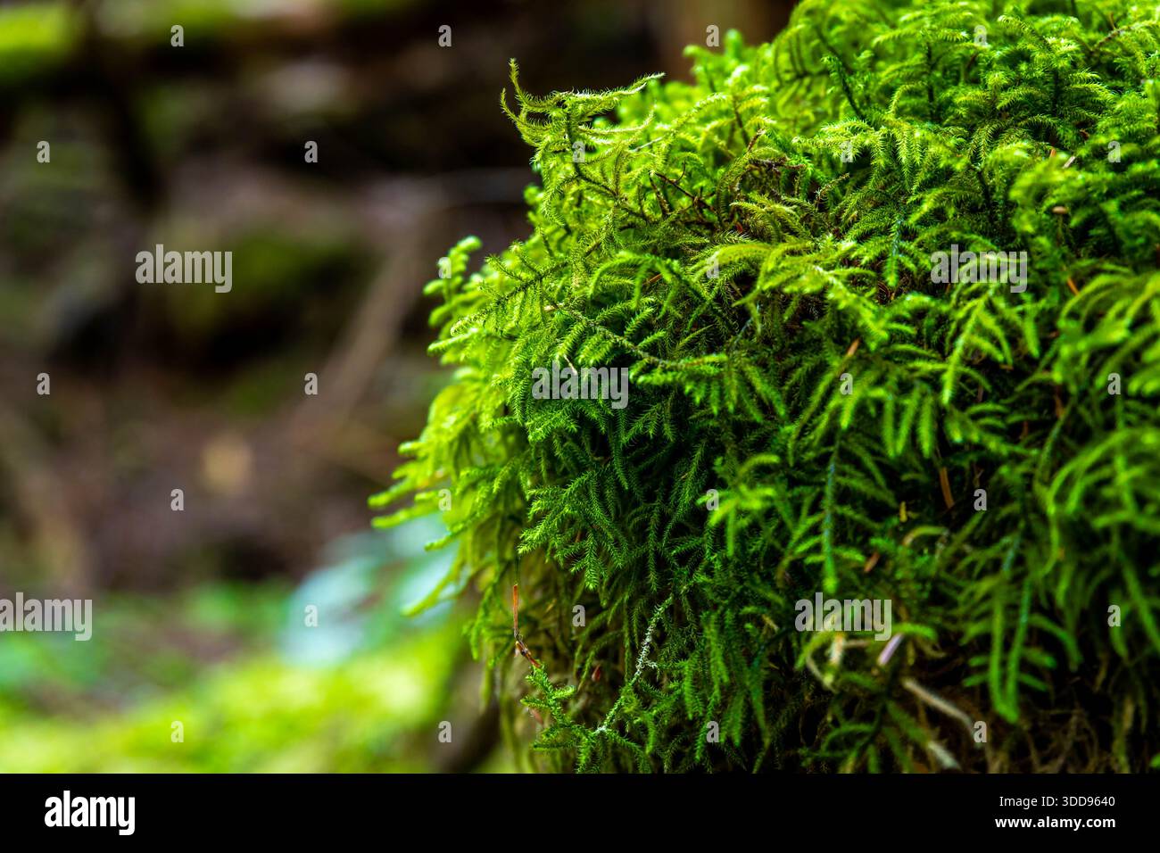 Une vue détaillée et rapprochée se concentre sur la mousse d'émeraude verte luxuriante et vibrante, mettant en valeur la texture complexe d'un sol forestier prospère et sain. Banque D'Images