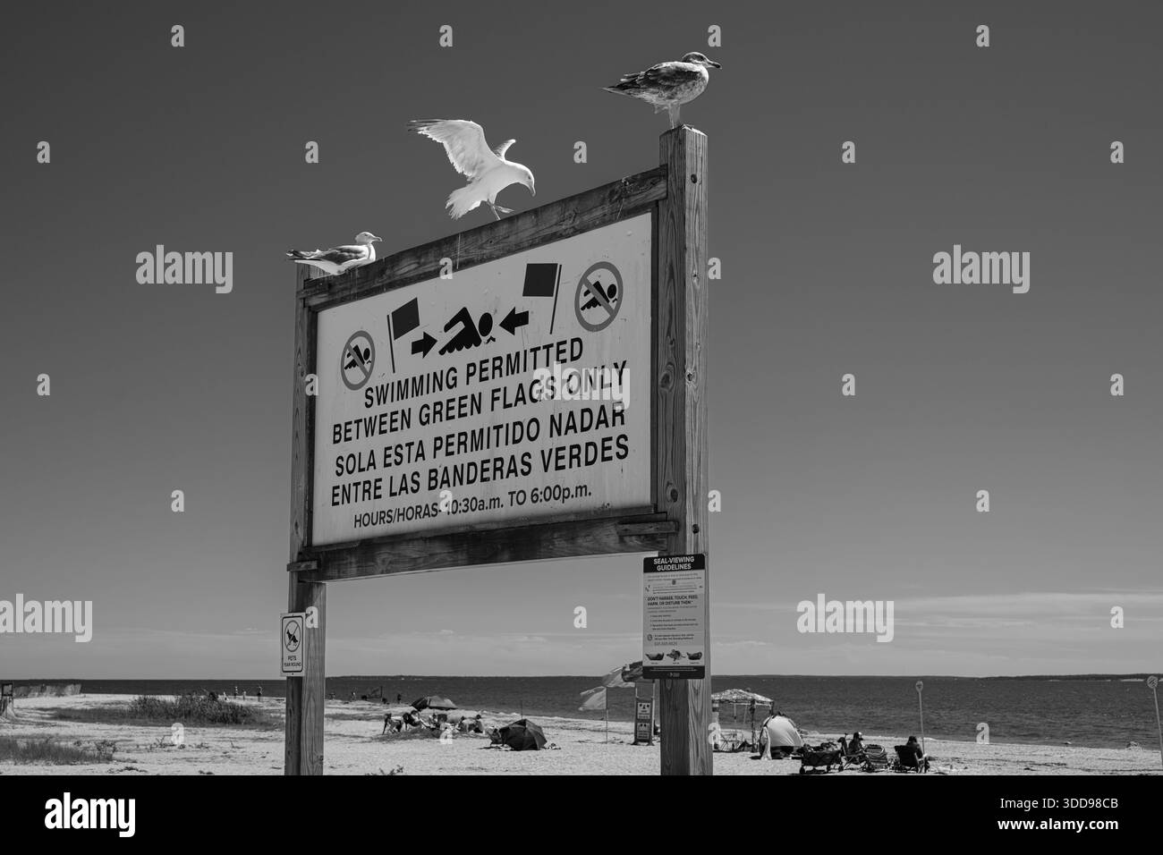 Mouettes perchées sur un panneau de sécurité de plage indiquant les règles de natation le long d'un rivage tranquille de long Island en noir et blanc. Banque D'Images