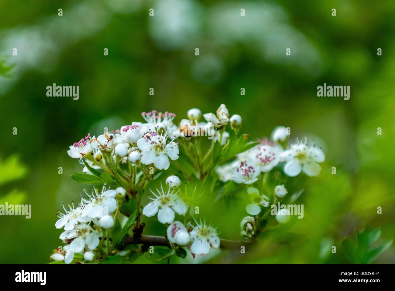 Les fleurs d'aubépine fleuries attirent les abeilles dans un jardin verdoyant luxuriant au printemps Banque D'Images