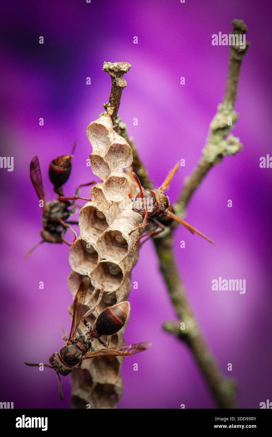 La Stick-Nest Brown Paper Wasp ou Ropalidia revolutionalis est une petite guêpe sociale originaire d'Australie Banque D'Images