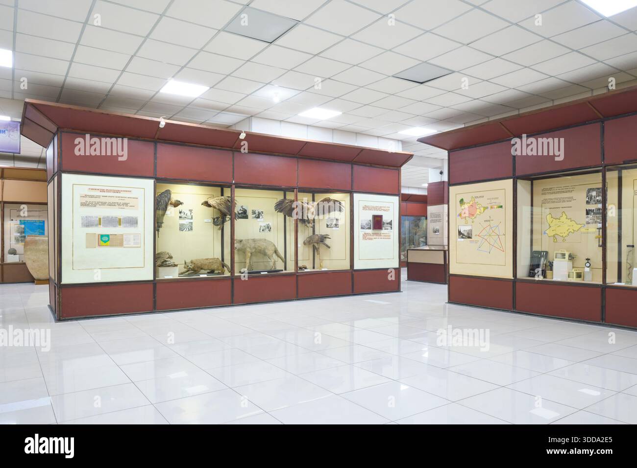 Vue d'ensemble d'une salle de galerie avec des expositions de taxidermie animale. Au Musée régional Fergana de Lore local. Dans la vallée de Fergana, Ouzbékistan. Banque D'Images