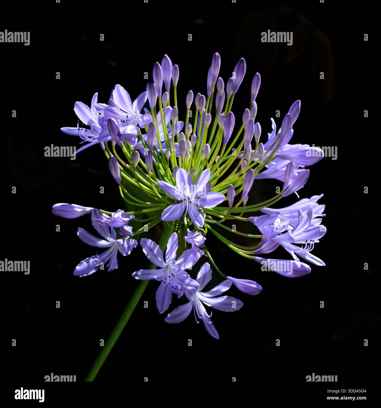 Soleil du matin sur les fleurs d'Agapanthus Banque D'Images