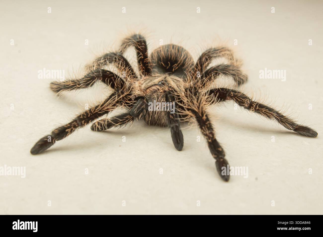Portrait macro au niveau des yeux d'une Tarantula à cheveux bouclés montrant des crocs et des yeux sur fond blanc Banque D'Images