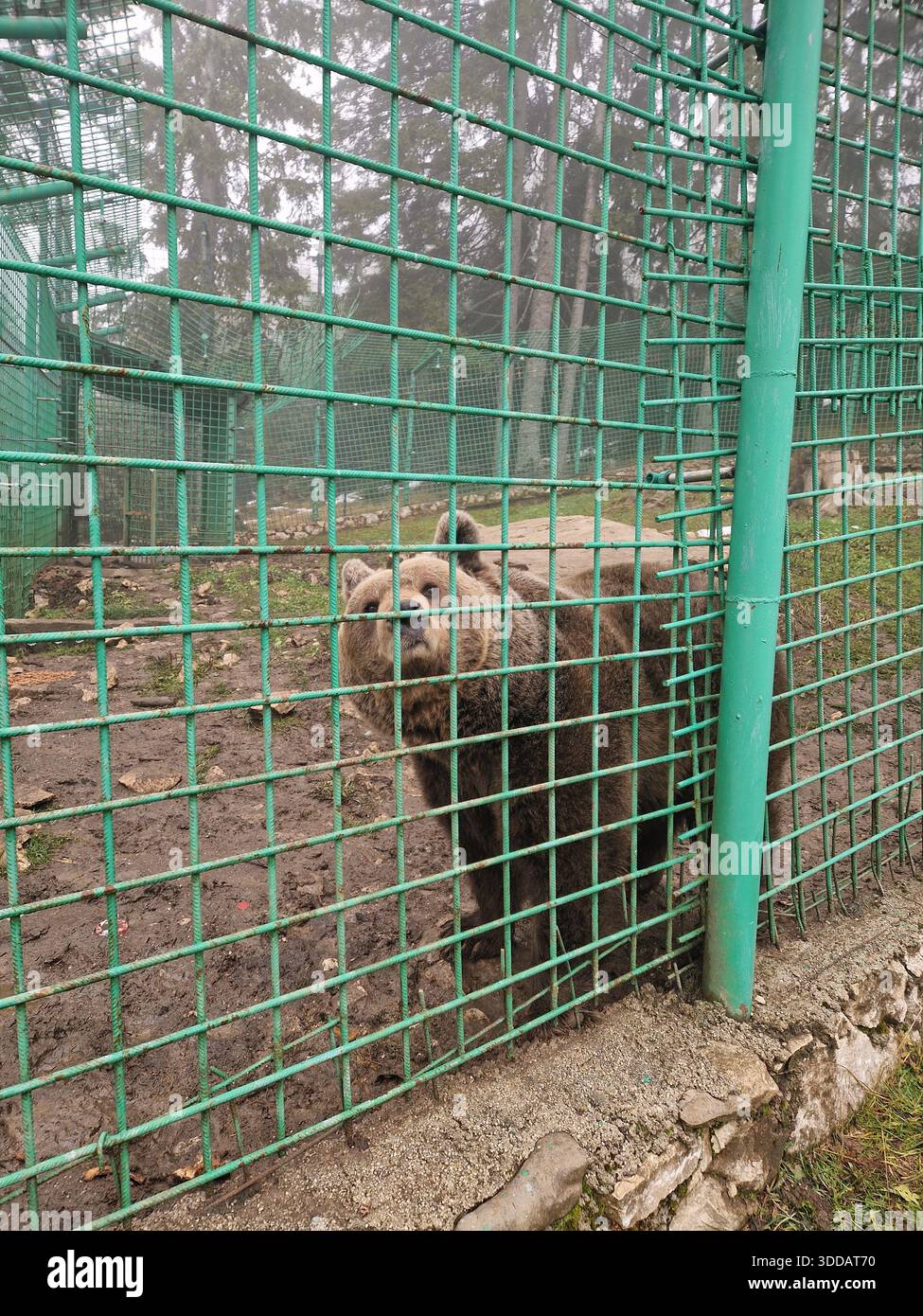 Ours brun debout derrière une clôture métallique dans une zone faunique fermée. Concept de captivité, protection des animaux, conservation de la faune. Banque D'Images