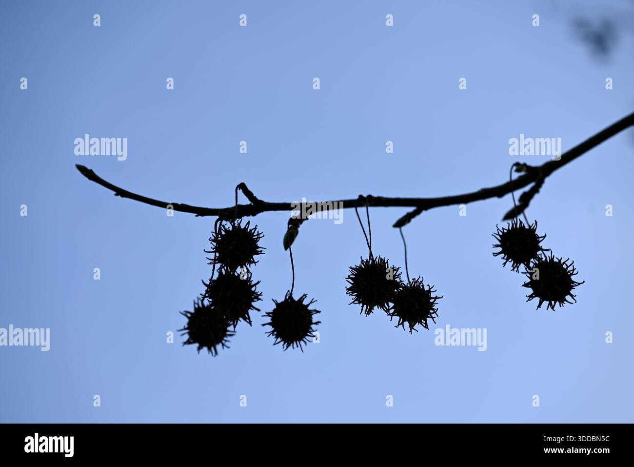 Fruits de gomme sucrée américaine. Fruits de Liquidambar styraciflua dans l'ancien jardin botanique de Hambourg. Banque D'Images