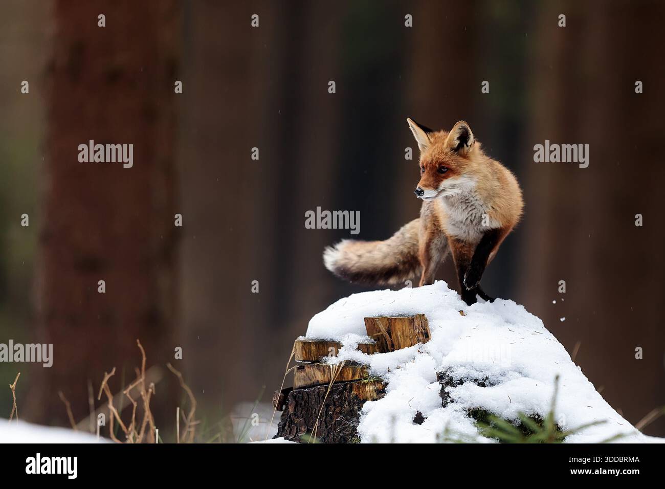 Renard roux mâle (Vulpes vulpes) debout sur un moignon avec de la neige Banque D'Images