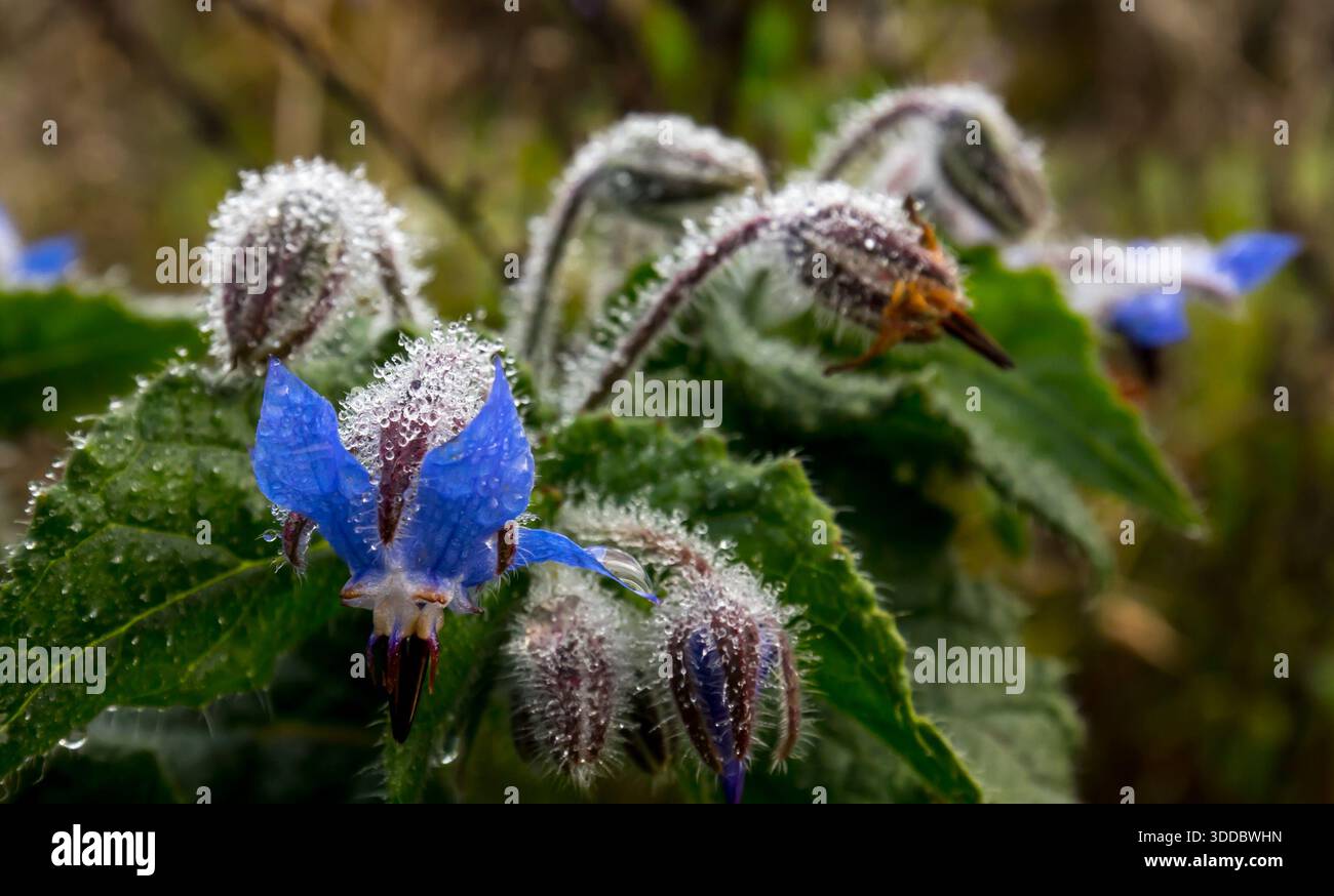 Une plante de bourrache couverte de rosée matinale par une belle journée d'automne Banque D'Images