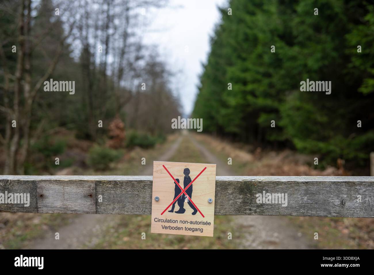 Mochamps, Belgique, 23 décembre 2025 : vue sur forêt de Famenne et Fagne Mochamps près de Tenneville, Ardennes de Wallonie, Belgique, ne pas franchir le panneau Banque D'Images