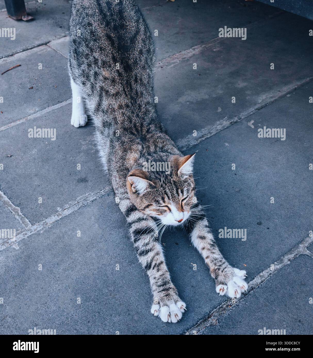 Chat Tabby étirant son corps et étendant les griffes sur une surface pavée grise, montrant une posture détendue et un comportement naturel Banque D'Images