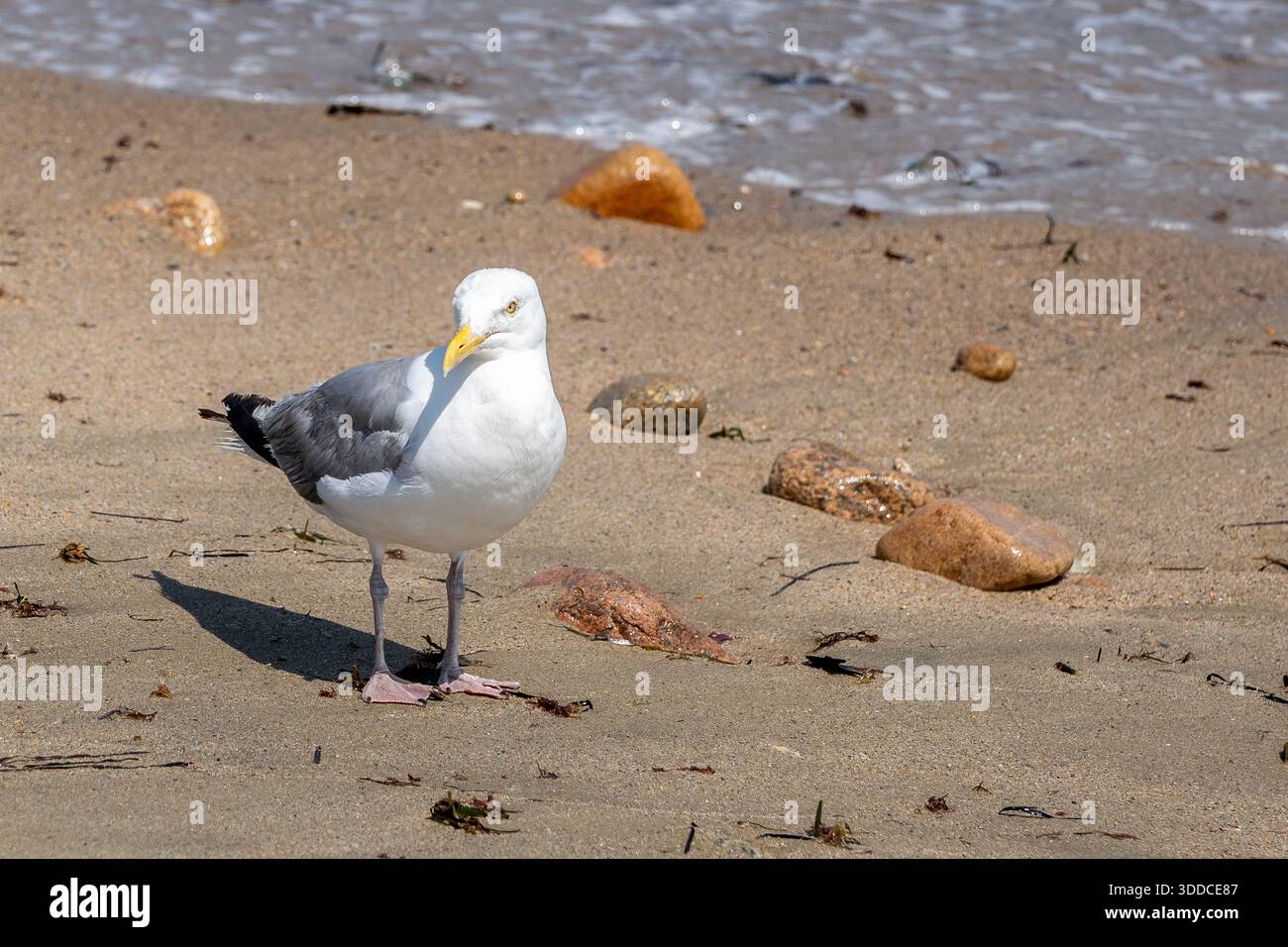 Mouettes récupérant de la nourriture sur les plages de Block Island, New Shoreham, RI, États-Unis Banque D'Images