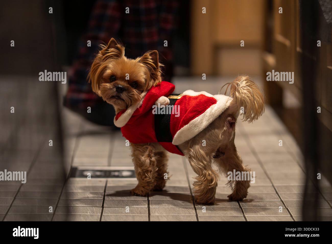 Petit Yorkshire terrier portant un costume de Père Noël regardant à l'intérieur pendant la saison de Noël. Chien de fête mignon dans la tenue rouge du Père Noël. Banque D'Images