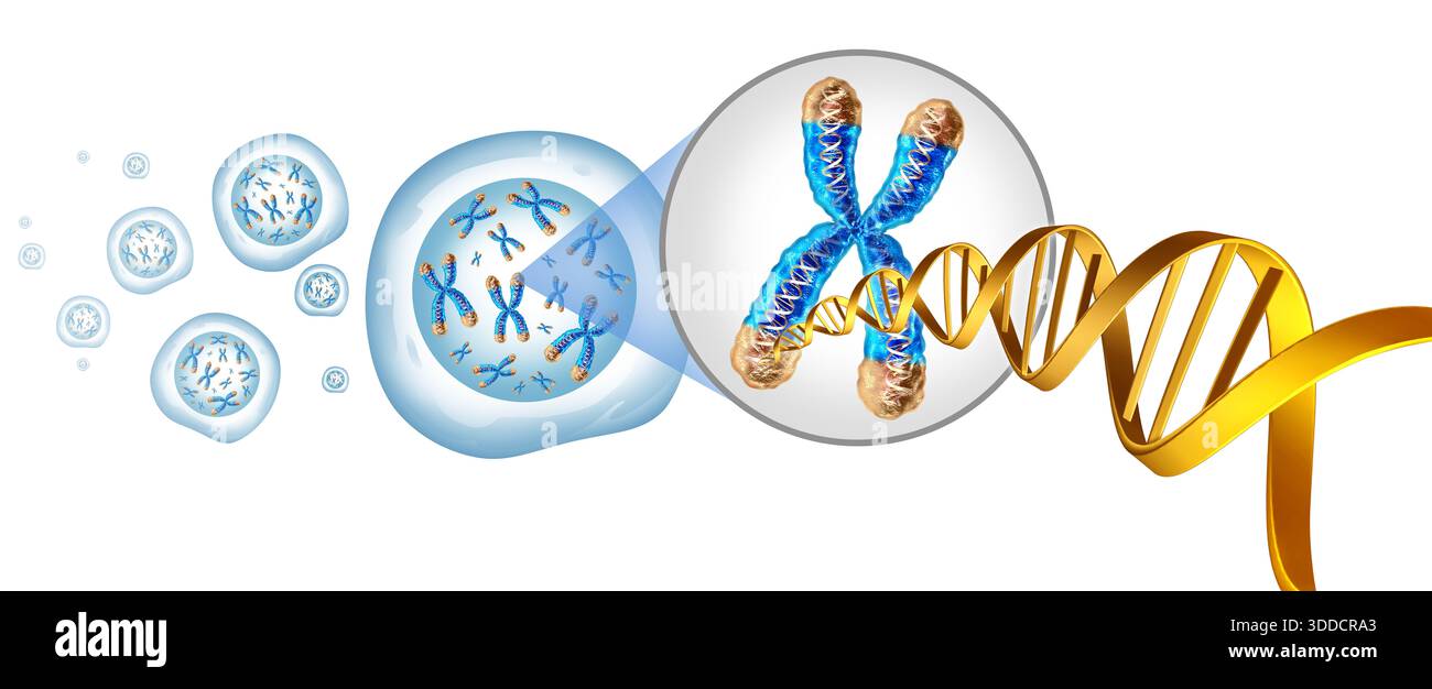 Télomères et chromosomes avec noyau cellulaire comme concept télomère et ADN pour une biologie humaine x structure contenant de l'information génétique adn comme médicament Banque D'Images