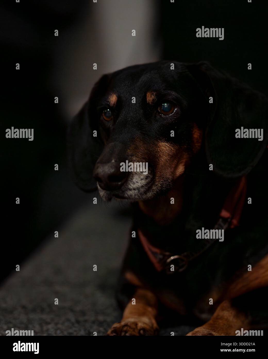 Portrait sombre d'un teckel avec des yeux expressifs reposant à l'intérieur. Gros plan spectaculaire d'un teckel senior dans des ombres douces. Banque D'Images