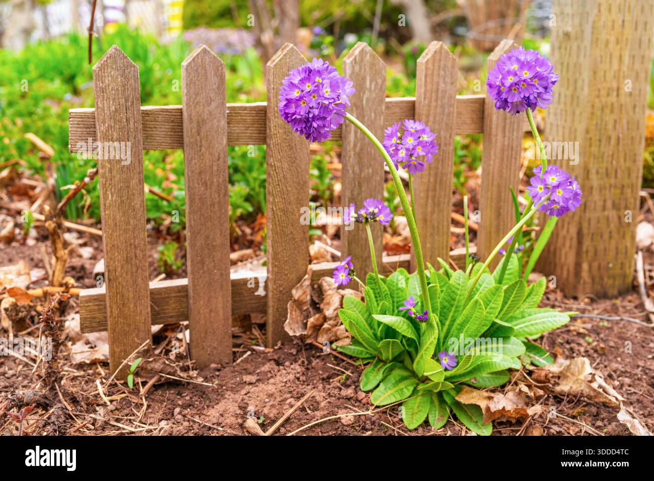 Primula dans le jardin de printemps. Banque D'Images