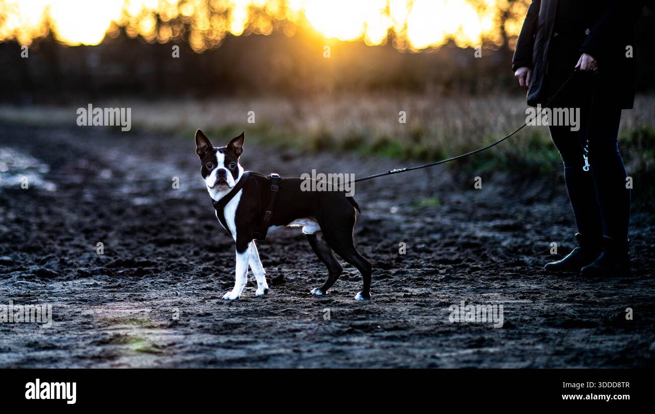 Jeune boston terrier au coucher du soleil Banque D'Images