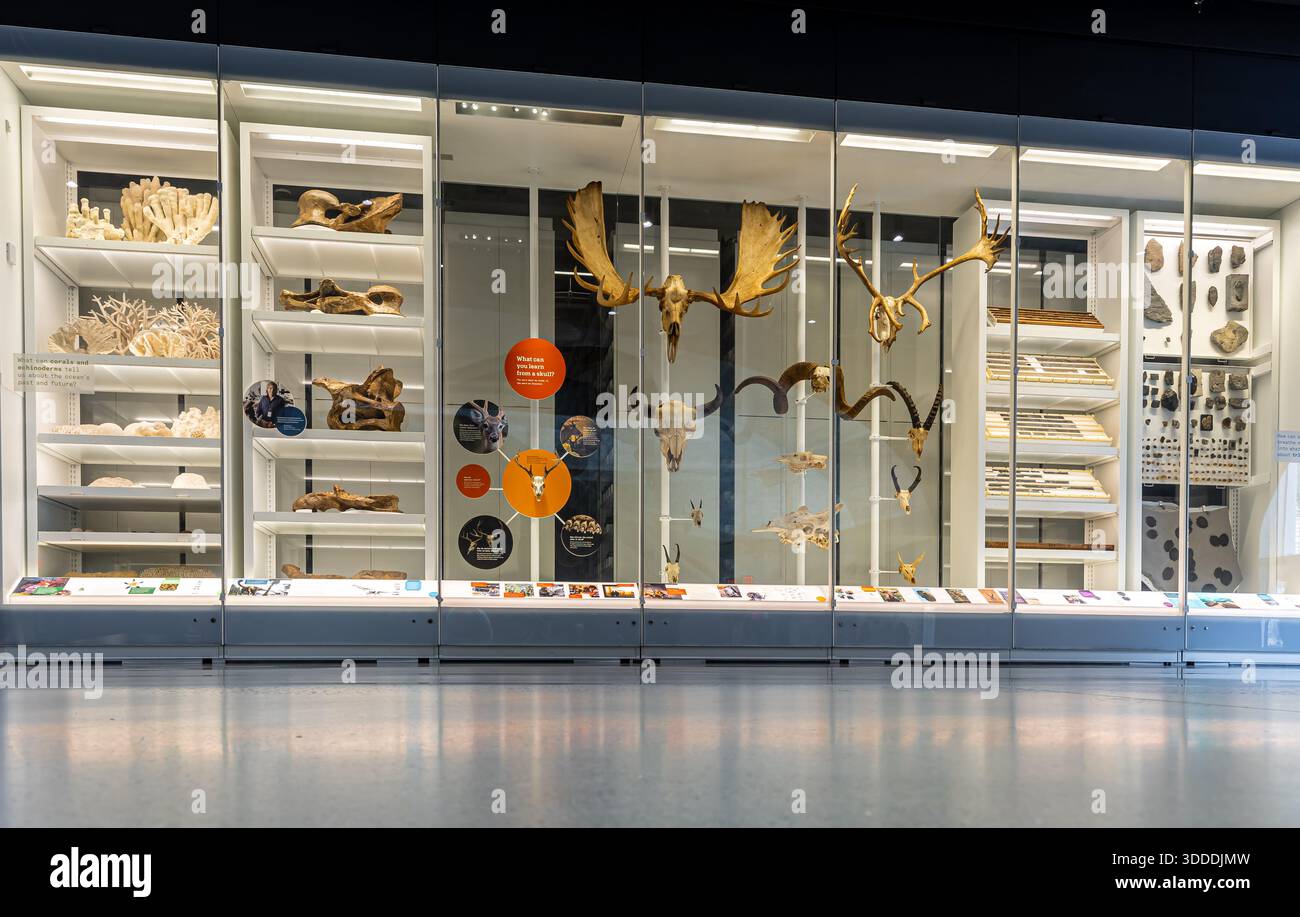 Armoire de musée illuminée remplie de tiroirs à spécimens, d'outils et d'objets au Musée américain d'histoire naturelle de New York ; idéal pour l'éducation, SC Banque D'Images