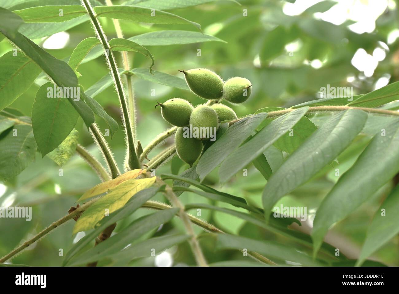 Fruits de noix japonaises (Juglans mandshurica). Le fruit ovale (drupe) est densément poilu et comestible et médicinal lorsqu'il est mûr. Banque D'Images