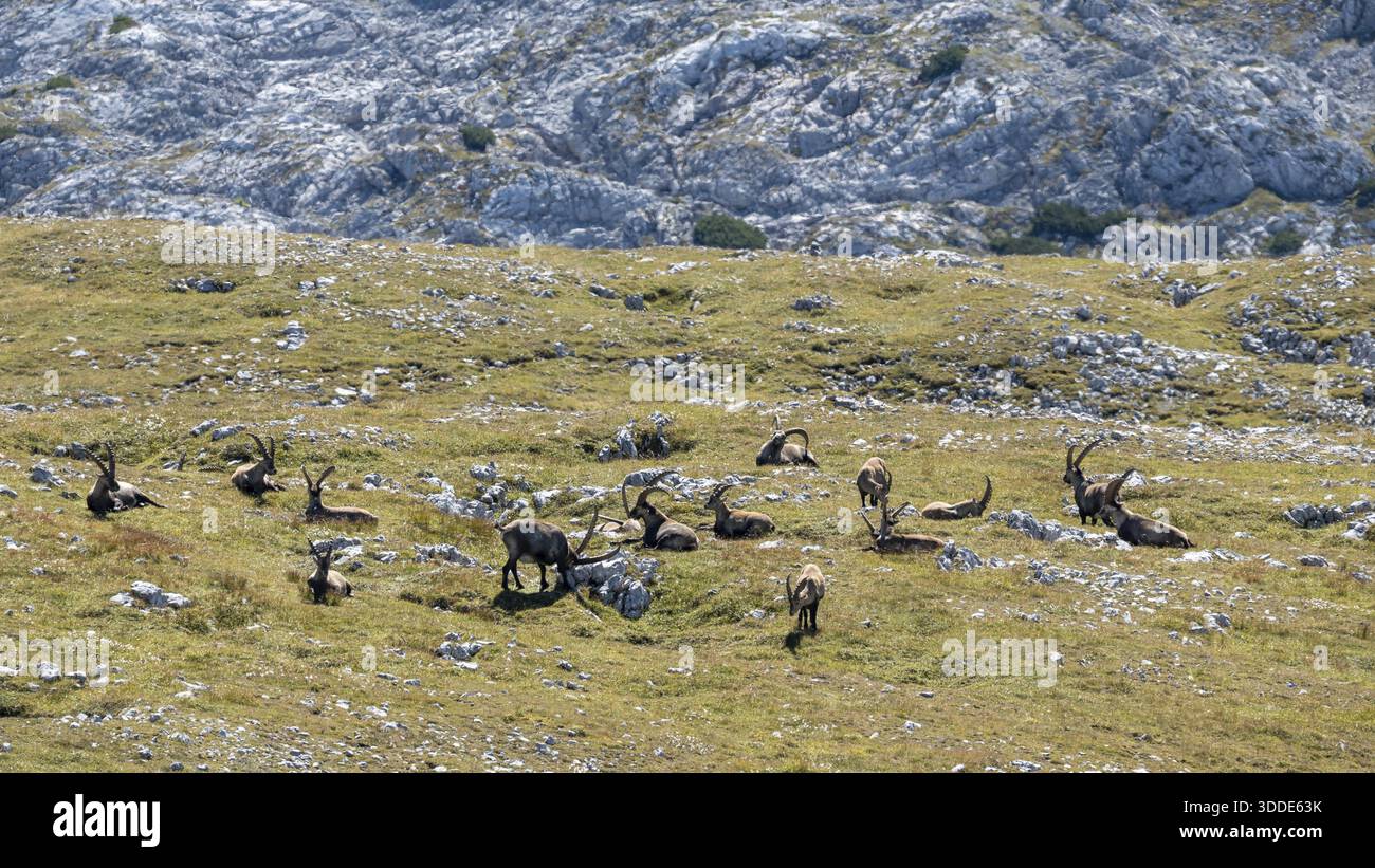 Un troupeau de bouillies alpines (bouillie de Capra) au sommet du Kahlersberg, parc national de Berchtesgaden, Bavière, Allemagne Banque D'Images