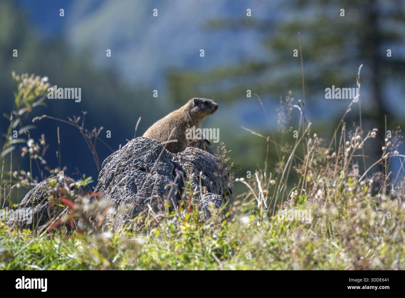Marmotte alpine (Marmota marmota) sur le Priesbergalm dans le parc national de Berchtesgaden, Bavière, Allemagne Banque D'Images