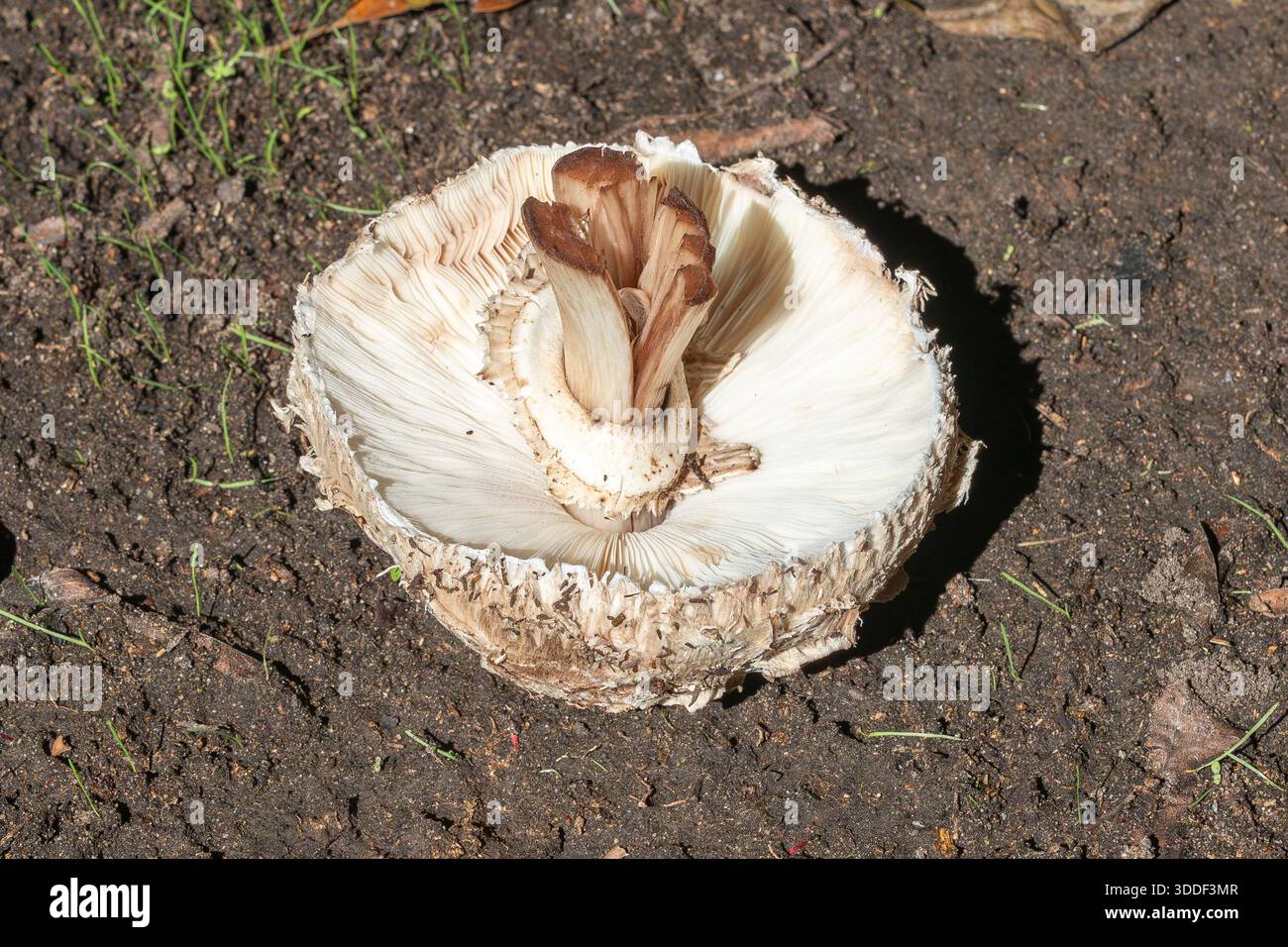 Champignon Parasol blanc fraîchement cueilli (Macrolepiota zeyheri) montrant les branchies blanches, anneau sur le stipe creux et coloration rose lors de la coupe Banque D'Images