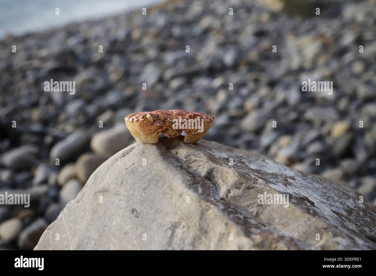 Coquille de crabe sur le bord de mer Banque D'Images