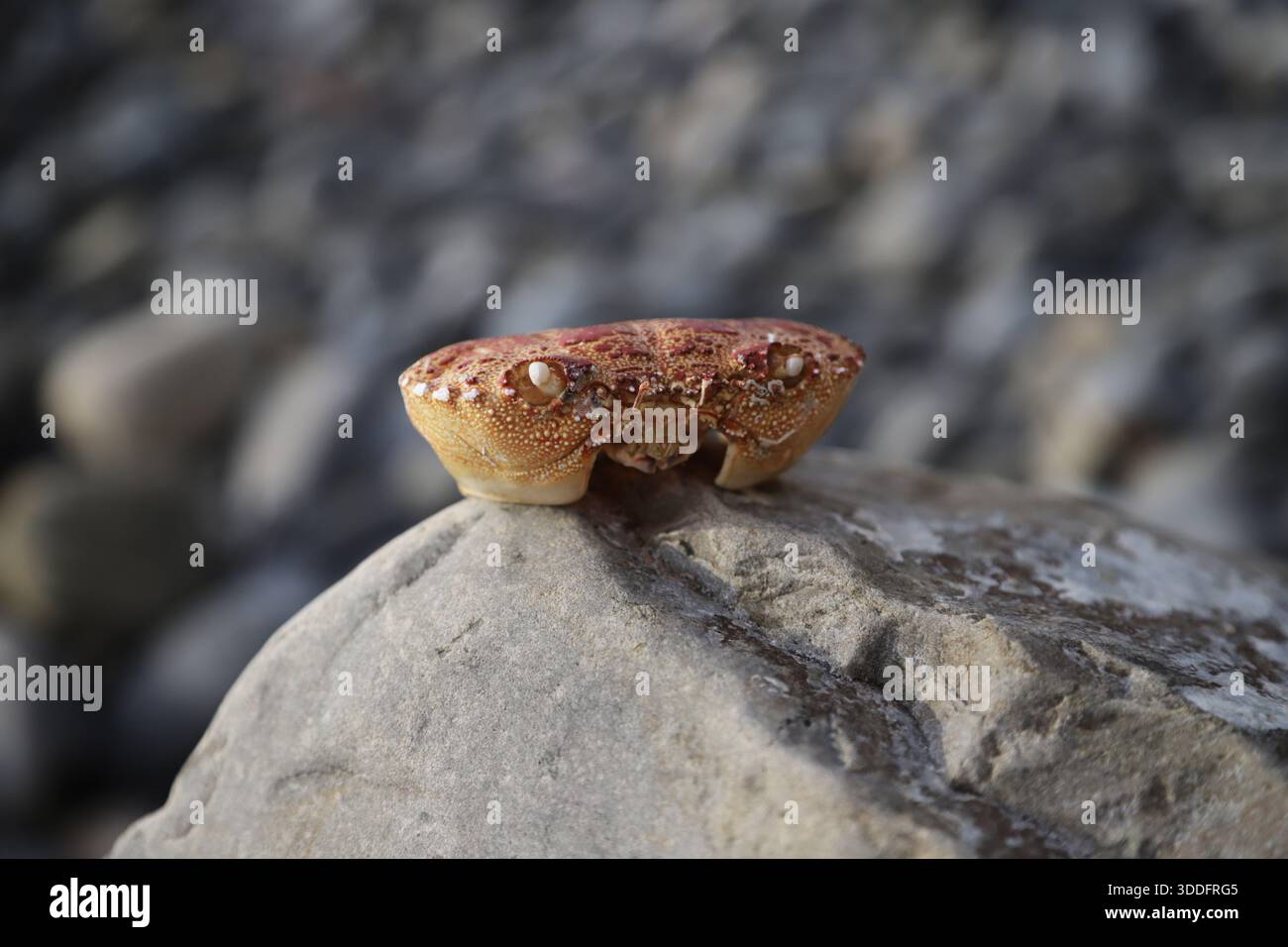 Coquille de crabe sur le bord de mer Banque D'Images